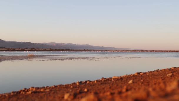 Belo panorama do pôr do sol com silhuetas de flamingos relaxando no lago de uma reserva natural protegida . — Vídeo de Stock
