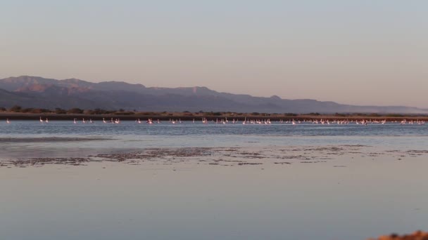 Beau panorama au coucher du soleil avec des silhouettes de flamants roses relaxant dans le lac d'une réserve naturelle protégée . — Video