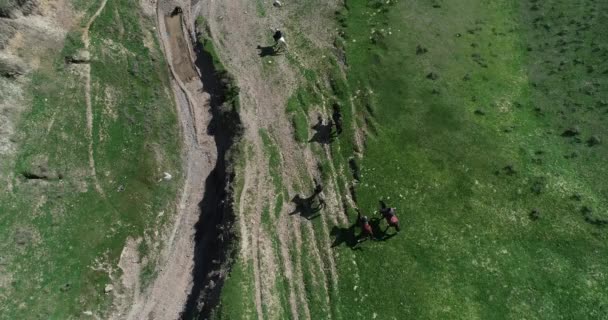 Murghab, Tacikistan yakınlarındaki bir alanda at. Arka planda dağların üzerinde gökyüzünde ağır gri bulutlar vardır. Atlar yemyeşil bir tarlada.. — Stok video