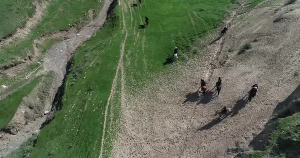 Häst i ett fält nära Murghab, Tadzjikistan. På himlen ovanför bergen i bakgrunden finns tunga gråa moln. Hästarna är i ett lummigt fält. — Stockvideo