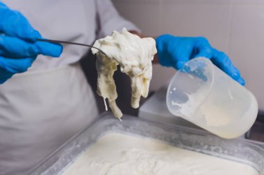 Geleneksel peynir yapımı bir küçük şirket. Peynir Maker eller yakın çekim üstten görünüm.