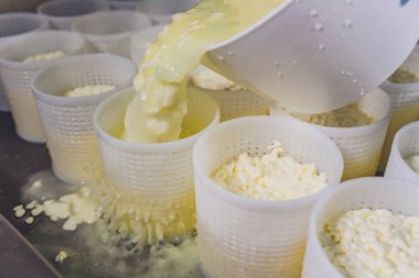 Küçük üretim çiftliğindeki plastik kalıplara peynir döken bir adamın yakın çekimi..