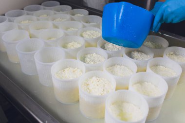 Küçük üretim çiftliğindeki plastik kalıplara peynir döken bir adamın yakın çekimi..