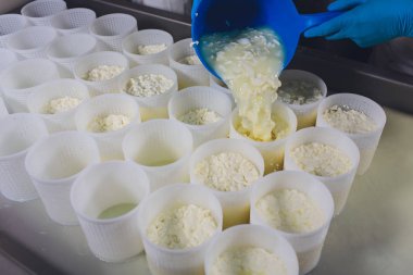 Küçük üretim çiftliğindeki plastik kalıplara peynir döken bir adamın yakın çekimi..