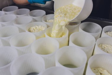 Küçük üretim çiftliğindeki plastik kalıplara peynir döken bir adamın yakın çekimi..