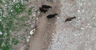 Kıyılarında otlayan tepeler ve eşeklerle çevrili dağ gölü, Fann Dağları, Tacikistan.