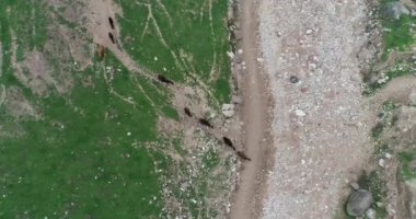 Kıyılarında otlayan tepeler ve eşeklerle çevrili dağ gölü, Fann Dağları, Tacikistan.