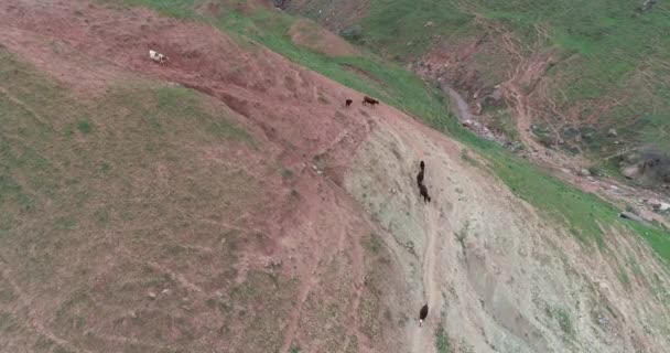 Lago de montaña rodeado de picos y burros pastando en sus costas, montañas Fann, Tayikistán . — Vídeos de Stock