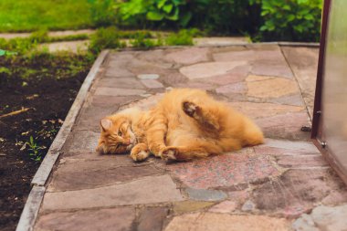 Güzel safkan kızıl saçlı kedi yavrusu. Cins Kurilian Bobtail. Hipoalerjenik kedi ırkı. kiremit üzerinde çizik
