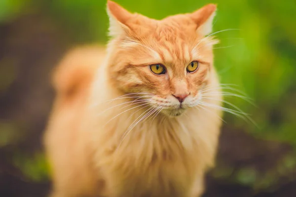 Прекрасный чистокровный рыжий котенок. Порода Kurilian Bobtail. Гипоаллергенная порода кошек. зеленая трава — стоковое фото