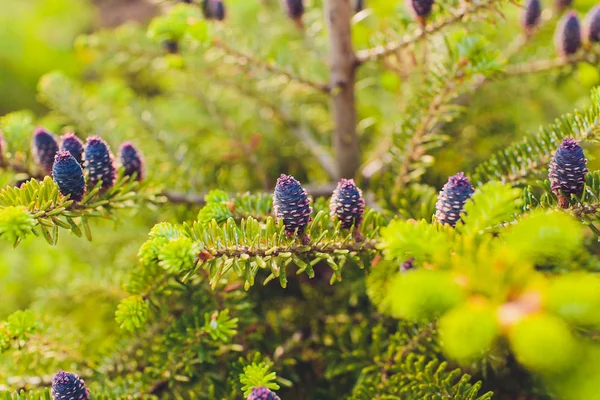 Branches of fir-tree with small cones. Close up view. — Stock Photo, Image