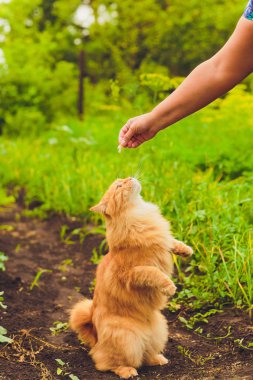 Güzel safkan kızıl saçlı kedi yavrusu. Cins Kurilian Bobtail. Hipoalerjenik kedi ırkı. kadının metresi de karides yeme