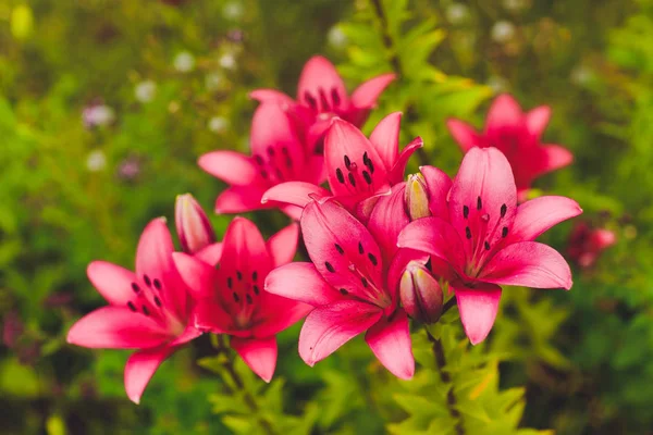 Цветок зефира. Общие названия видов этого рода включают в себя лилии, дождевые осадки, зефир, магию, атамаско и лилии дождя. . — стоковое фото