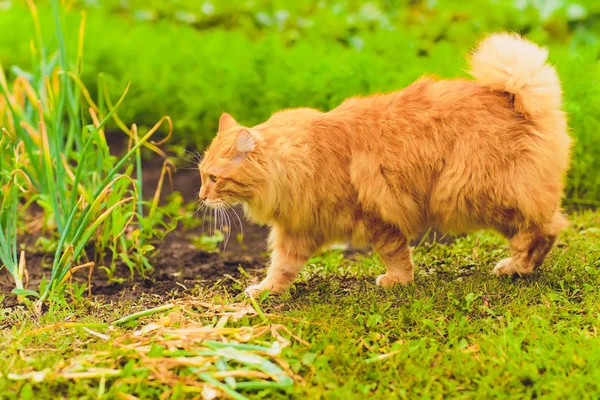 사랑스러운 순종 빨간 머리 새끼 고양이입니다. 쿠릴리안 밥테일을 사육하세요. 고양이의 저자극성 품종. 녹색 잔디 산책 — 스톡 사진