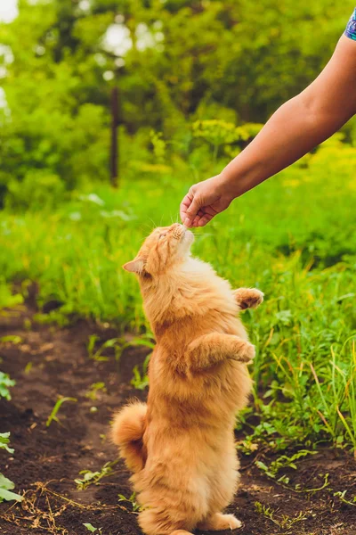 Liebliches Vollblut-Rotschopf-Kätzchen. Rasse kurilian Bobtail. hypoallergene Rasse von Katzen. Garnelen essen bei der Herrin der Frau — Stockfoto