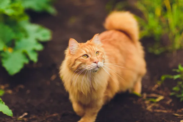 Прекрасні породистих Рудий кошеня. Порода Куриліан бобтейл. Гіпоалергенна порода кішок. зелена трава ходити — стокове фото
