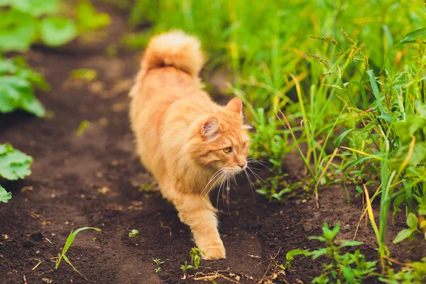 Gatinho ruivo puro-sangue adorável. Raça Kurilian Bobtail. Raça hipoalergénica de gatos. caminhada grama verde — Fotografia de Stock