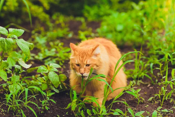 Gatinho ruivo puro-sangue adorável. Raça Kurilian Bobtail. Raça hipoalergénica de gatos. grama verde pé grama ajuda a regurgitar lã, engolido durante a lambendo — Fotografia de Stock