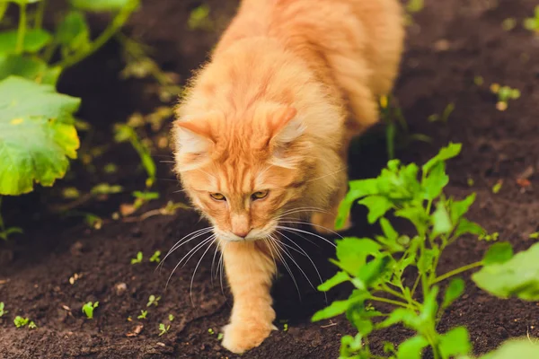 Gatinho ruivo puro-sangue adorável. Raça Kurilian Bobtail. Raça hipoalergénica de gatos. caminhada grama verde — Fotografia de Stock