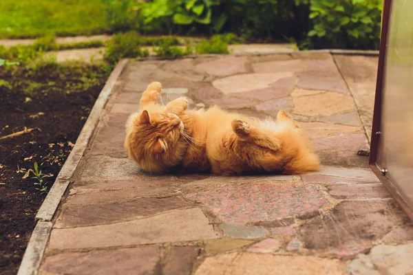 Lovely thoroughbred redhead kitten. Breed Kurilian Bobtail. Hypoallergenic breed of cats. scratched on the tile — Stock Photo, Image