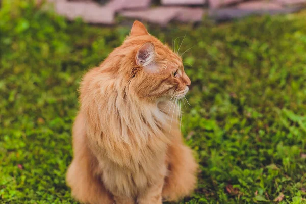 Piękny rasowy rudowłosy kociak. Rasa Kurilian Bobtail. Hipoalergiczna rasa kotów. — Zdjęcie stockowe