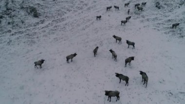 Bir geyik sürüsü kar tarlasından geçer..