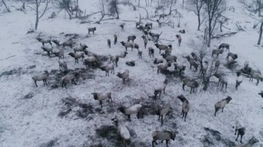 Bir geyik sürüsü kar tarlasından geçer..
