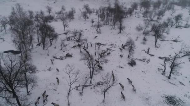 A herd of deer passes through a snowfield. — Stock Video