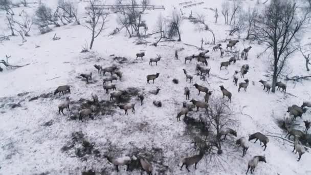 Een kudde herten passeert een snowfield. — Stockvideo