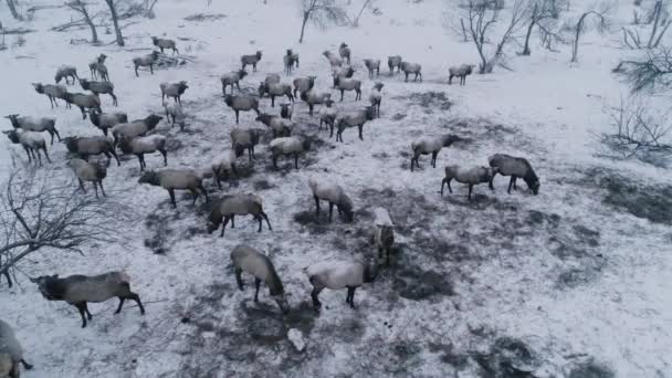 Стадо оленей проходит по снежному полю . — стоковое видео