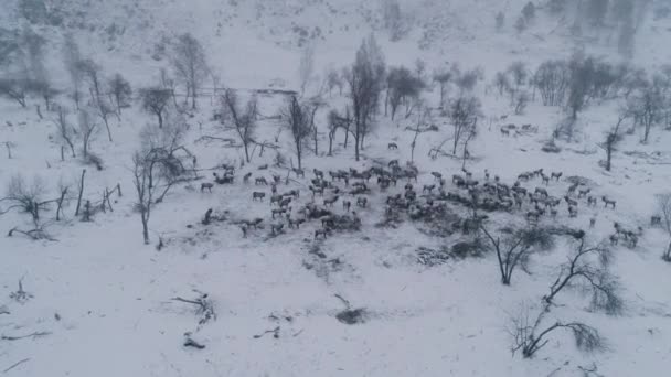 En flock rådjur passerar genom en snöfält. — Stockvideo