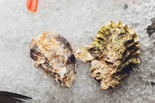 Ostras frescas no gelo no mercado de frutos do mar . — Fotografia de Stock