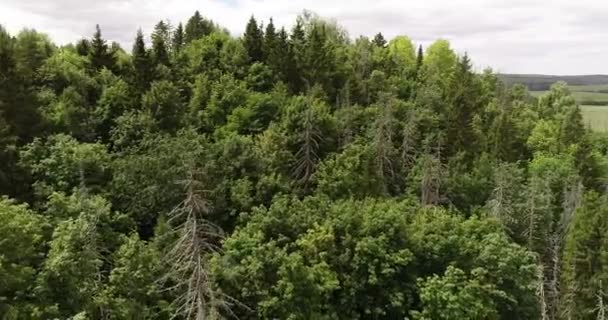 Smrkové lesy nedaleko pobřeží jezera Morskoy Glaz nebo Sea Eye, vesnice Shariboksad, Mari El Republic, Rusko. Smrkové lesy jsou velmi typické pro charakter regionu a velmi populární mezi místními turisty.. — Stock video