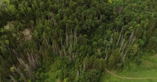 Bosque de picea cerca de la costa del lago Morskoy Glaz o Sea Eye, pueblo Shariboksad, Mari El Republic, Rusia. Los bosques de abetos son muy típicos de la naturaleza de la región y muy populares entre los turistas locales. . — Vídeos de Stock