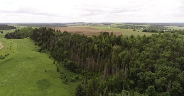 Spruce forest near by coast of lake Morskoy Glaz or Sea Eye, village Shariboksad, Mari El Republic, Russia. Spruce forests are very typical to nature of region and very popular among local tourists. — Stock Video