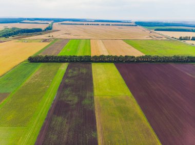 Çimenli ve ağaçlı yeşil arazinin üst görüntüsü.