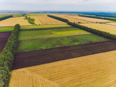 Çimenli ve ağaçlı yeşil arazinin üst görüntüsü.