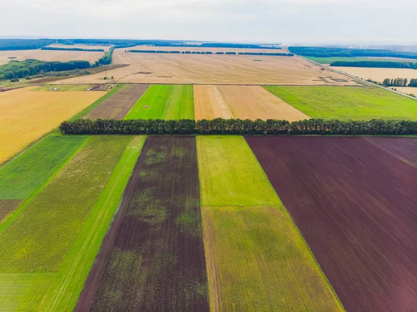 Çimenli ve ağaçlı yeşil arazinin üst görüntüsü.