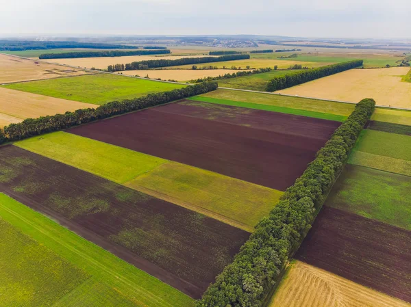 Çimenli ve ağaçlı yeşil arazinin üst görüntüsü.