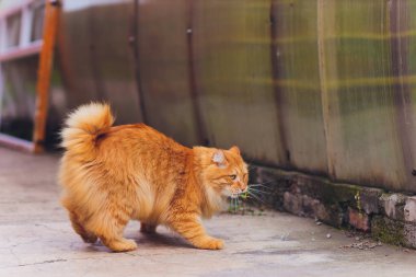 Yeşil çimenlerin üzerinde dinlenen yeşil gözlü kedi. çekirge yeme