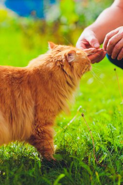 Güzel safkan kızıl saçlı kedi yavrusu. Cins Kurilian Bobtail. Kedilerin hipoalerjeni. adam metresi de karides yeme.