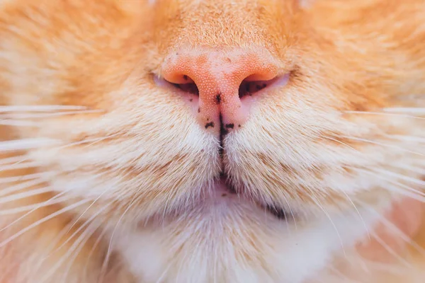 Macro of the Pink cat nose and hair around the nose. Selective focus of Cats nose tip from a close-up view.