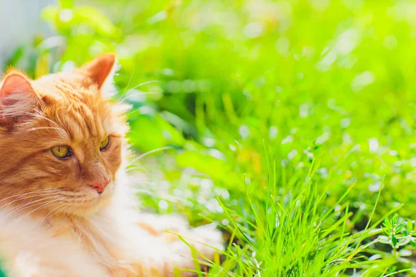 Κόκκινο πράσινο ανοιχτομάτης γάτα αναπαύεται στο πράσινο γρασίδι. — Φωτογραφία Αρχείου
