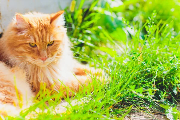 Κόκκινο πράσινο ανοιχτομάτης γάτα αναπαύεται στο πράσινο γρασίδι. — Φωτογραφία Αρχείου