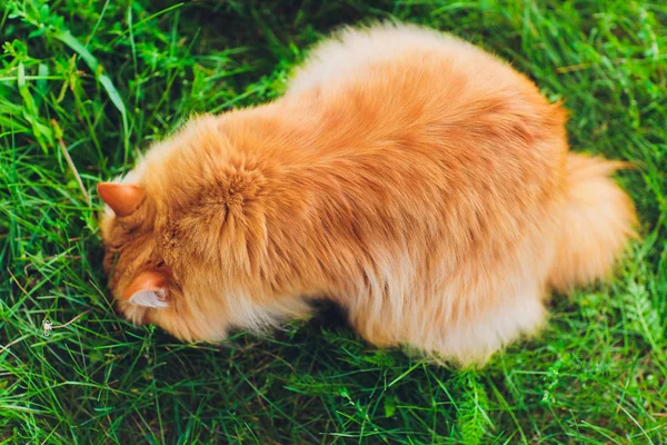 Rote grünäugige Katze ruht auf dem grünen Gras. — Stockfoto