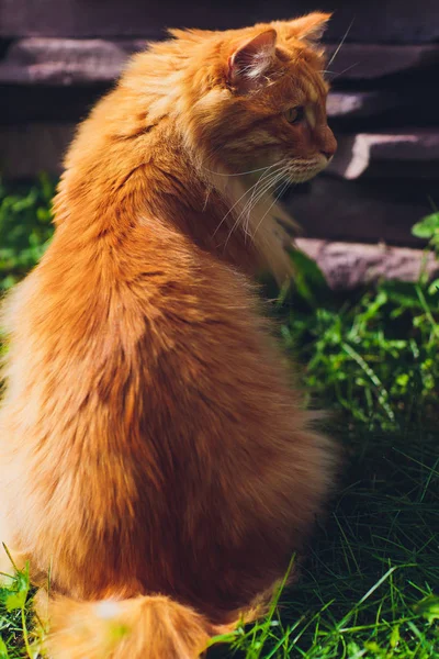 Vermelho de olhos verdes gato descansando na grama verde . — Fotografia de Stock