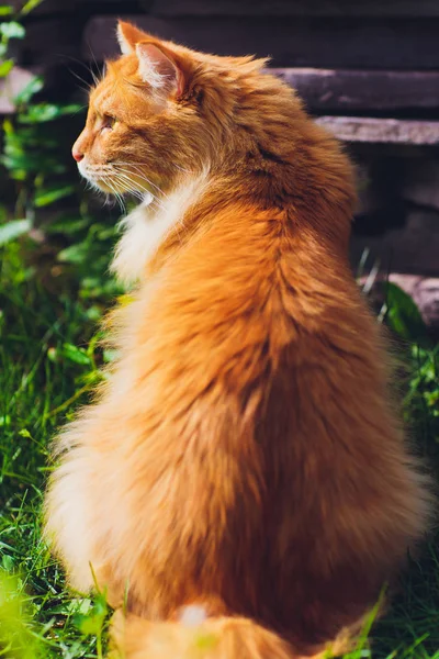 Vermelho de olhos verdes gato descansando na grama verde . — Fotografia de Stock