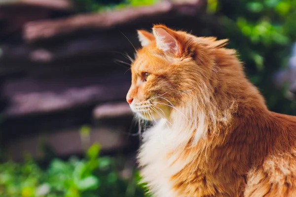 Red green-eyed cat resting on the green grass. — Stock Photo, Image