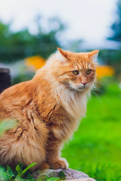 Vermelho de olhos verdes gato descansando na grama verde . — Fotografia de Stock