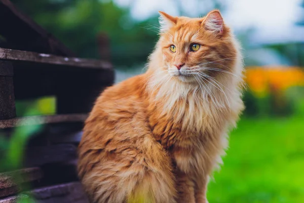 Red green-eyed cat resting on the green grass. — Stock Photo, Image